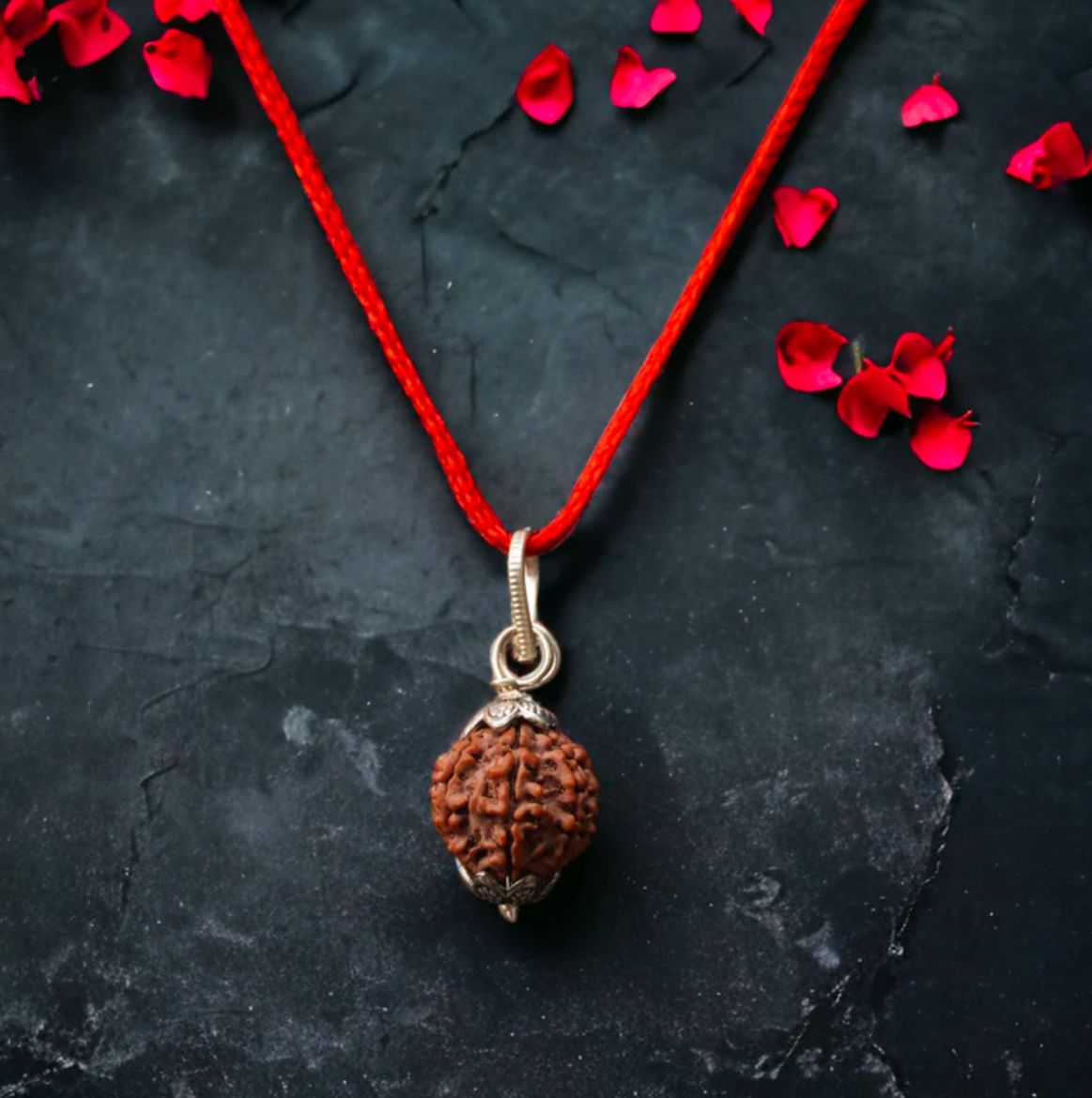 7 Mukhi Rudraksha / Seven Faced Rudraksha (Indonesian)